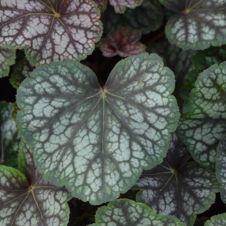 Heuchera 'Beauty Color'