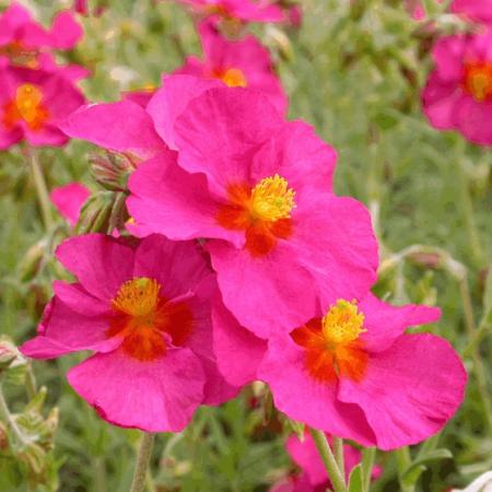 Helianthemum 'Ben Hope'