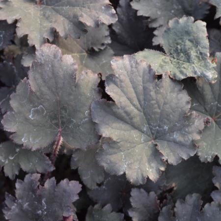 Heuchera 'Binoche'