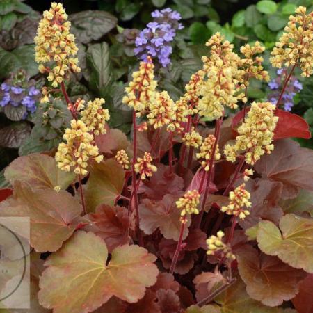 Heuchera 'Blondie' PBR