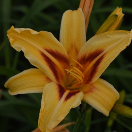 Hemerocallis 'Bonanza'