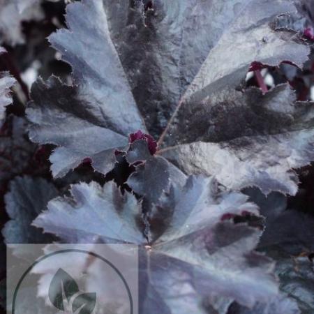 Heuchera 'Black Pearl'