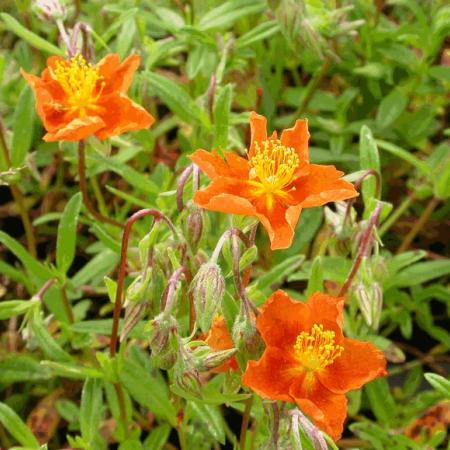 Helianthemum 'Bronzeteppich'