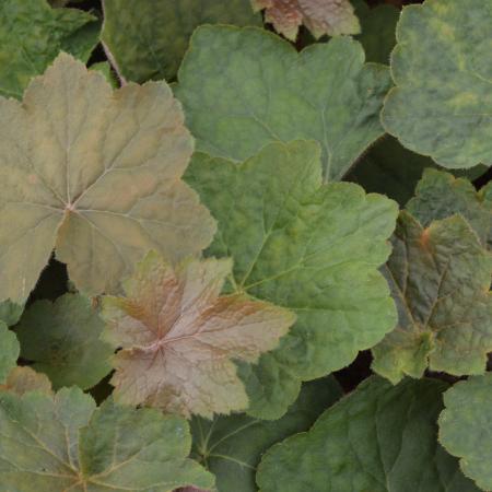 Heuchera 'Brownies'