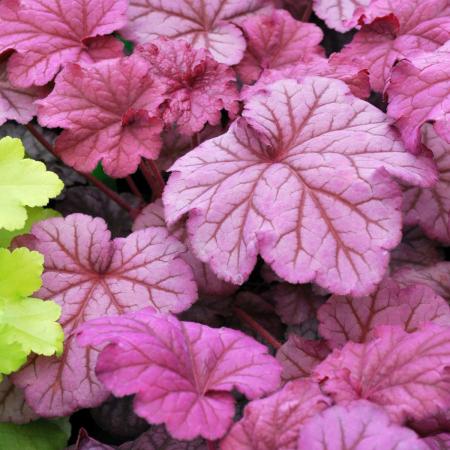 Heuchera 'Berry Smoothie' PBR