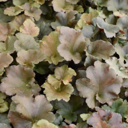 Heuchera 'Capucinno'