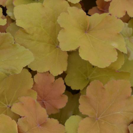 Heuchera 'Caramel'