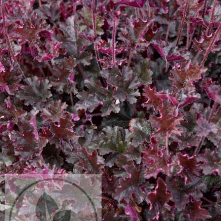 Heuchera 'Can Can'