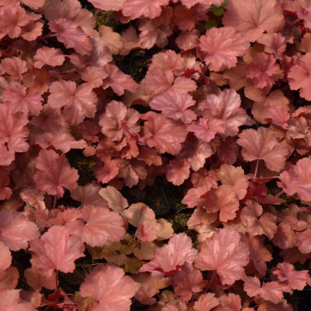 Heuchera 'Cherry Cola' PBR