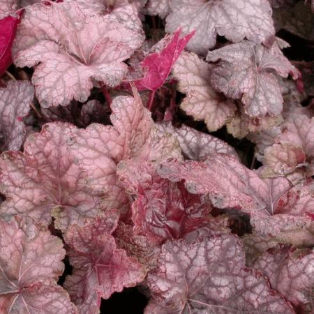 Heuchera 'Cascade Down'