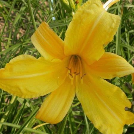 Hemerocallis citrina