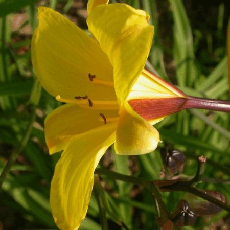 Hemerocallis 'Corky'