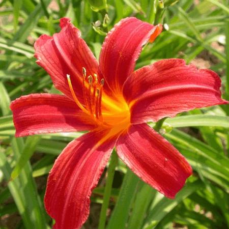 Hemerocallis 'Crimson Pirate'