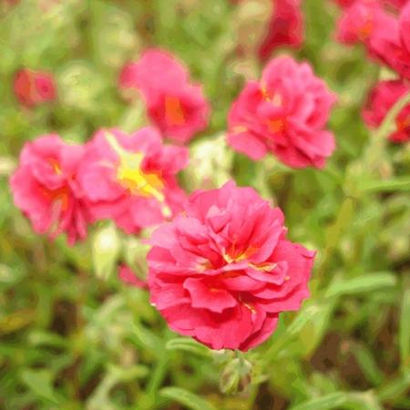 Helianthemum 'Cerise Queen'