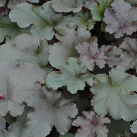 Heuchera 'Chocolate Ruffles'