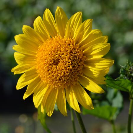 Helianthus decapetalus 'Capenoch Star'