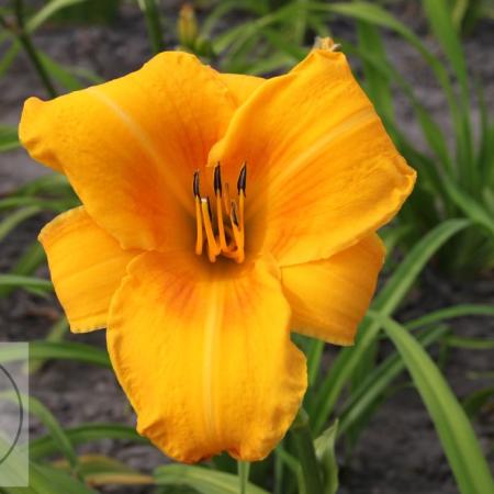 Hemerocallis 'Chicago Sunrise'