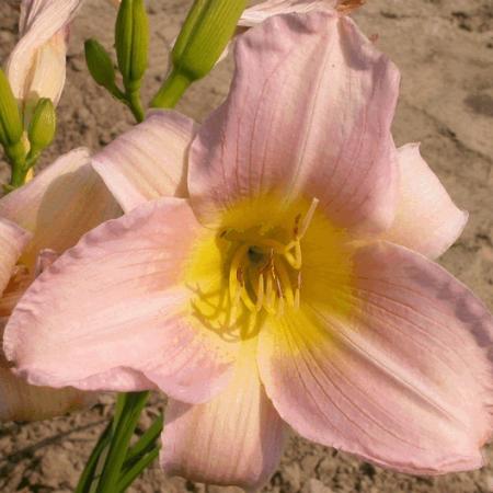 Hemerocallis 'Catherine Woodbury'