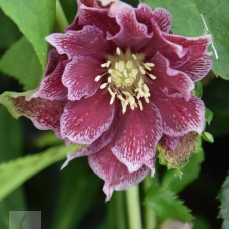 Helleborus orientalis 'Double Ellen Red'