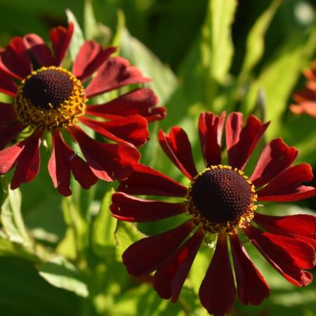 Helenium hybride 'Dunkele Pracht'