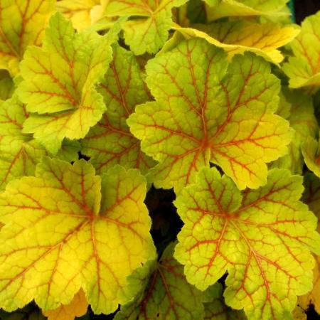 Heuchera 'Electra'