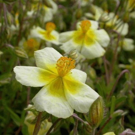 Helianthemum 'Elfenbeinglanz'