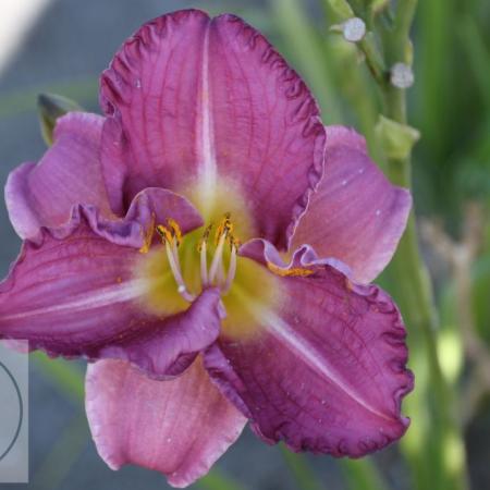 Hemerocallis 'Entrapment' '