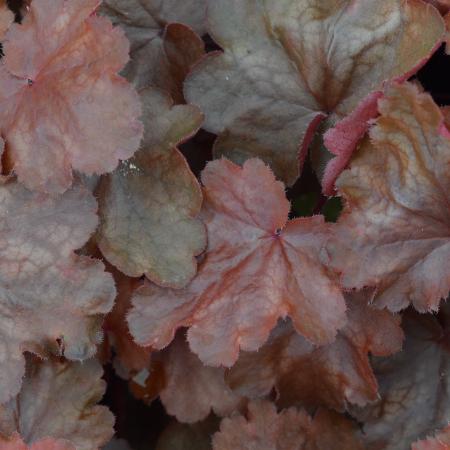 Heuchera 'Fire Chief'