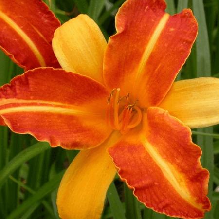 Hemerocallis 'Frans Hals'