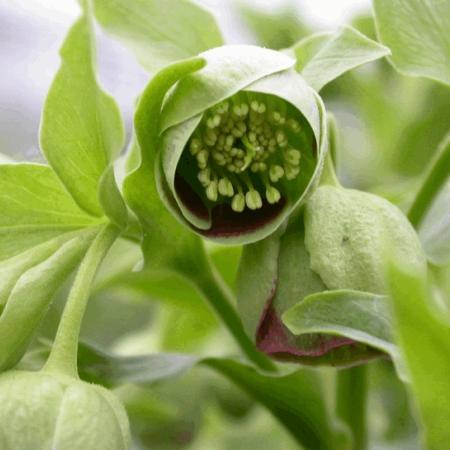 Helleborus foetidus