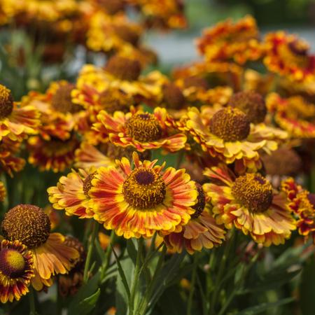 Helenium hybride 'Fuego'