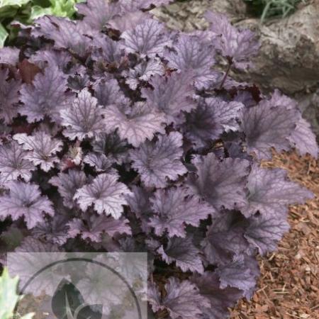 Heuchera 'Frosted Violet' PBR