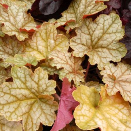 Heuchera 'Ginger Ale'