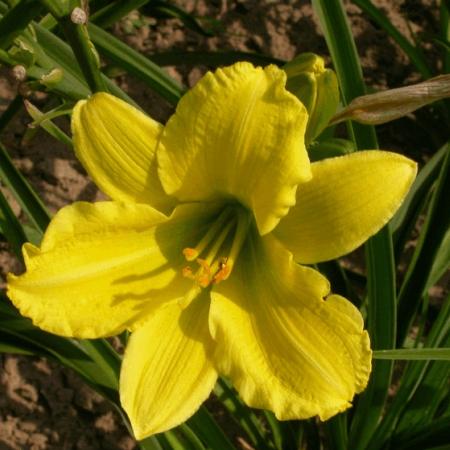 Hemerocallis 'Green Flutter'