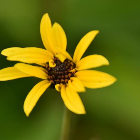 Helianthus atrorubens 'Giganteus'