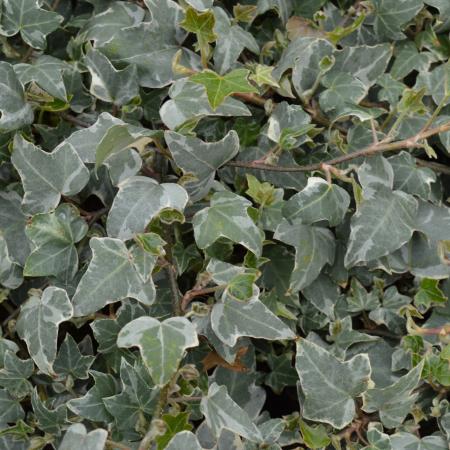 Hedera helix 'Glacier'