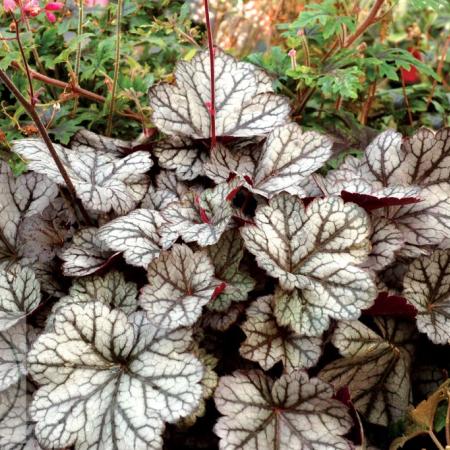 Heuchera 'Glitter' PBR