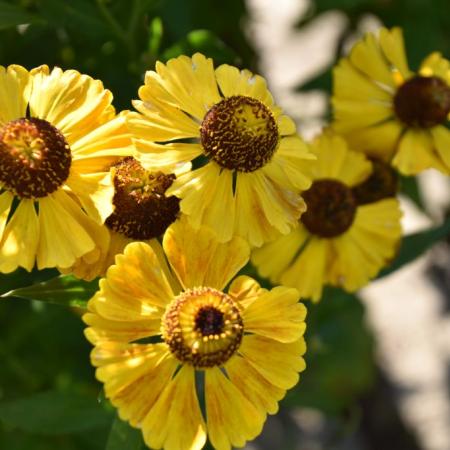 Helenium hybride 'Goldrausch'