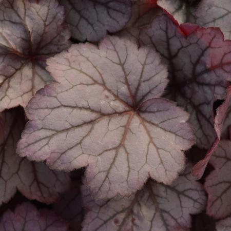 Heuchera 'Georgia Peach'