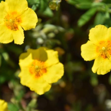 Helianthemum 'Golden Queen'