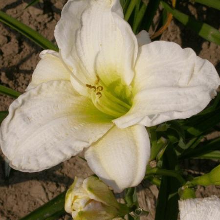 Hemerocallis 'Gentle Shepherd'