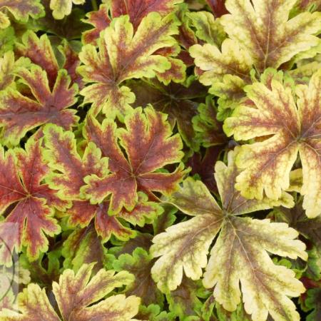 Heucherella 'Golden Zebra'