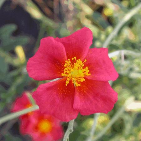 Helianthemum 'Henfield Brillia