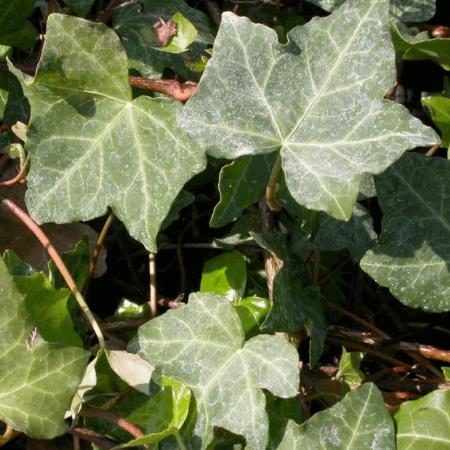 Hedera helix