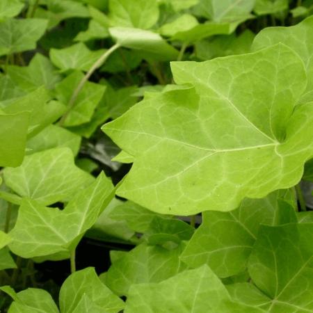 Hedera helix 'Hibernica' 100/125