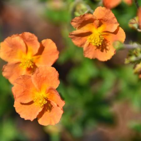 Helianthemum 'Honeymoon'