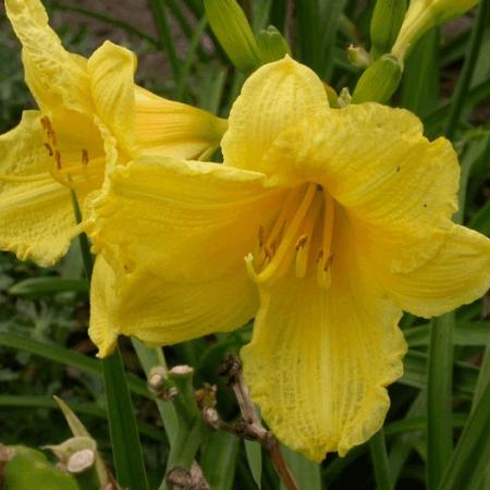 Hemerocallis 'Happy Returns'