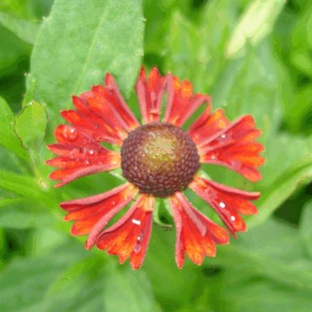 Helenium hybride 'Indianersommer'