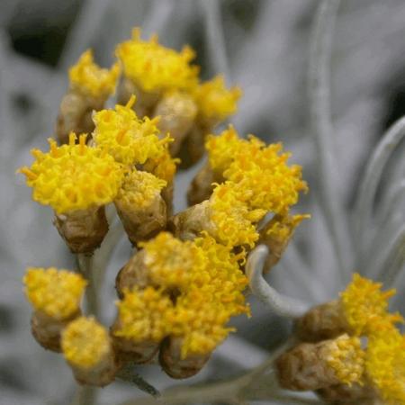 Helichrysum italicum (curryplant)