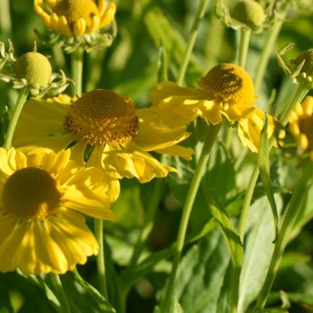 Helenium hybride 'Kanaria'